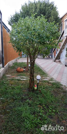 Принимаем заказы на плетенные деревья весна 2025г