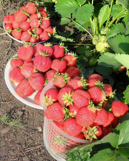 Дача 10 м² на участке 9,5 сот.