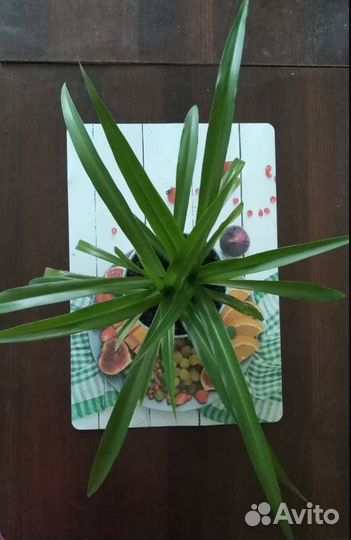 Зеленый хлорофитум в голубом горшке