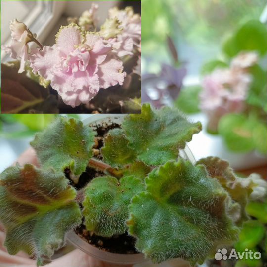 Фиалки сортовые