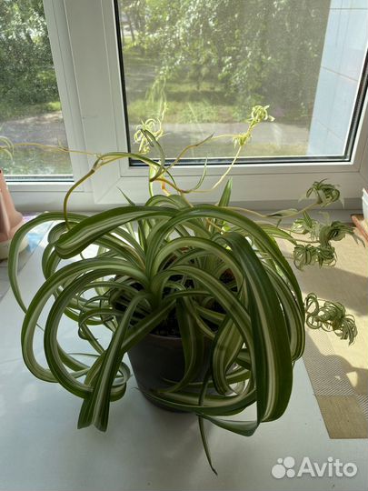 Хлорофитум кудрявый