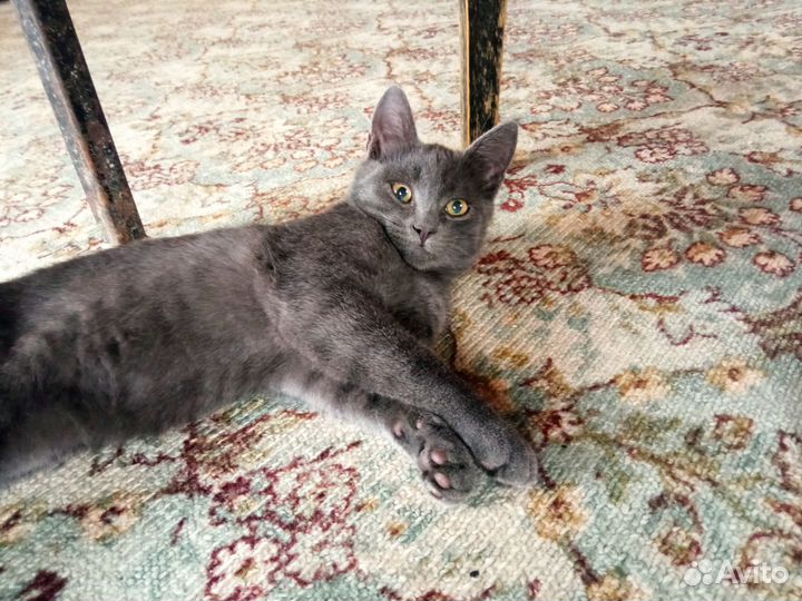 Котик в добрые руки