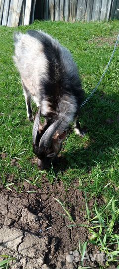 Козел альпийский