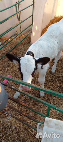 Искусственное осеменение коров