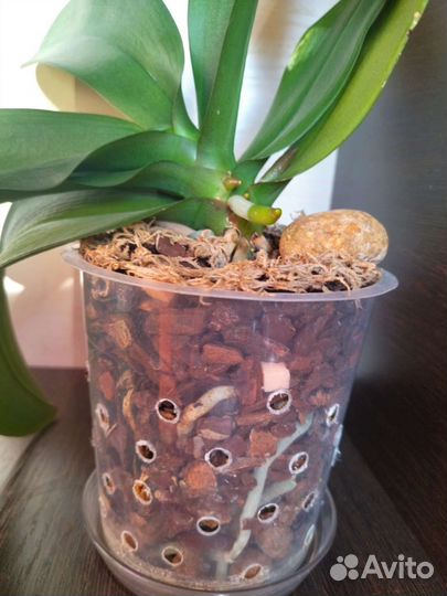 Орхидея фаленопсис