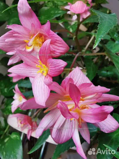 Бегония ампельная корневая