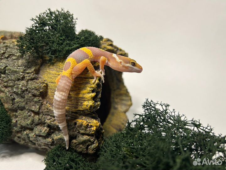 Эублефар (Eublepharis macularius)
