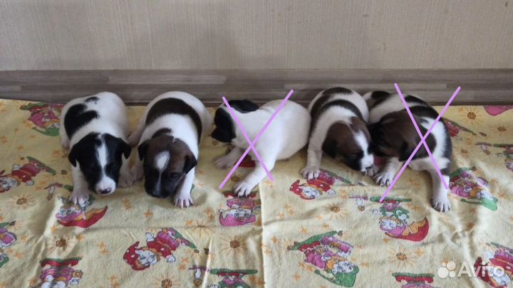 Щенки джек рассел терьер