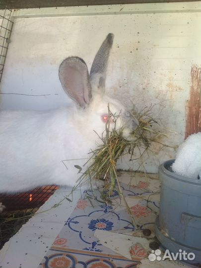 Кролики (помесь)