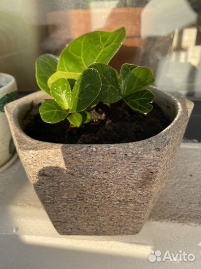 Фикус лирата бамбино