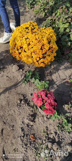 Хризантемы мультифлора