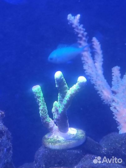 Кораллы Монитора Халк