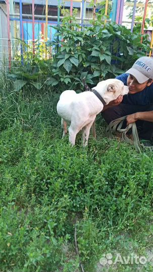 Щенок мальчик