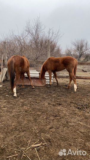 Обучаю лошадей