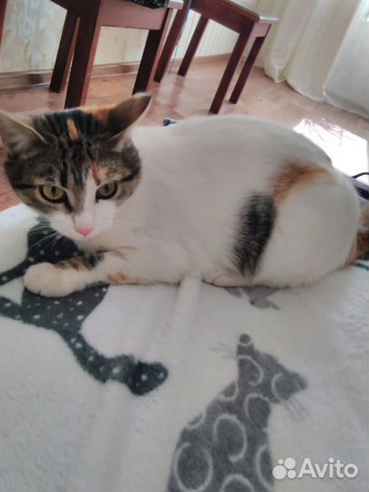 Монечка в дар