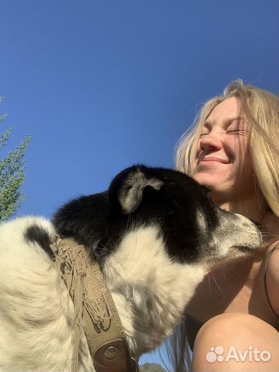 Выгульщик собак