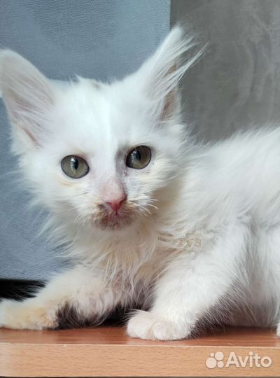 Белоснежный малыш с пару вкраплений