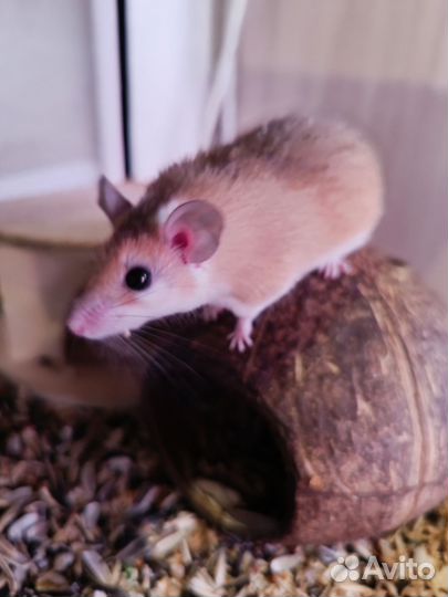 Иглистые мыши