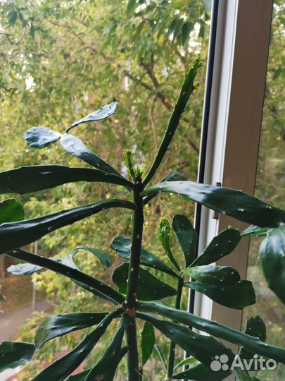 Циссус, кактус