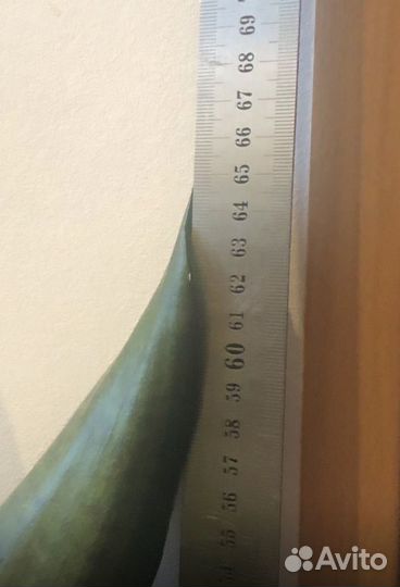 Сансевиерия -тещин язык-щучий хвост