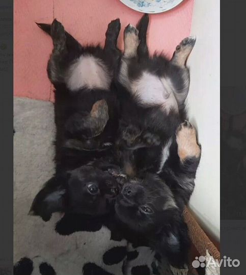 Щенки чихуахуа длинношерстные