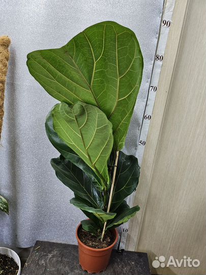 Фикус Лирата Колумнарис 17/80+