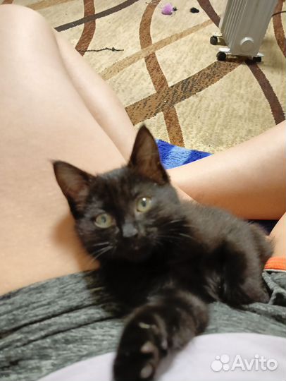 Котеночек