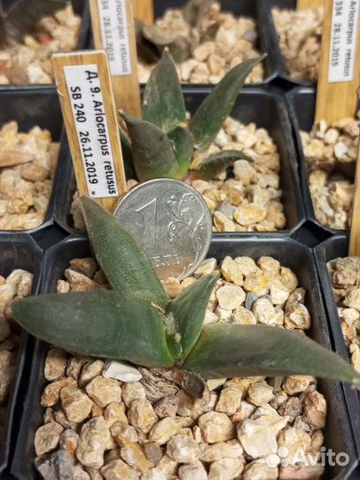 Ариокарпус