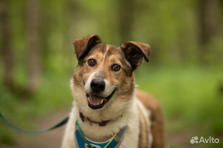 Воспитанный спокойный парень ищет дом