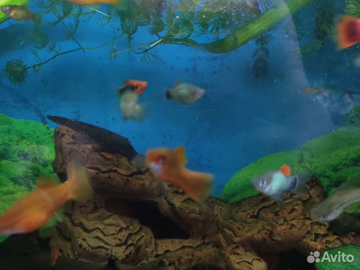 Аквариумные рыбки