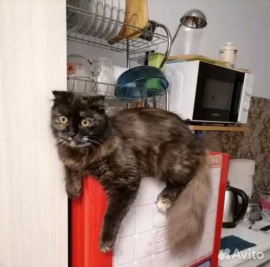 Кошка вязка