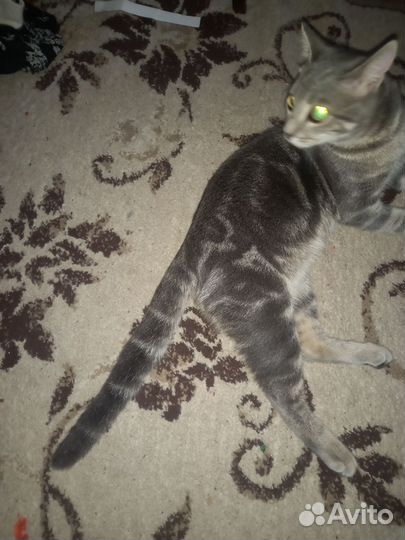 Кот на вязку