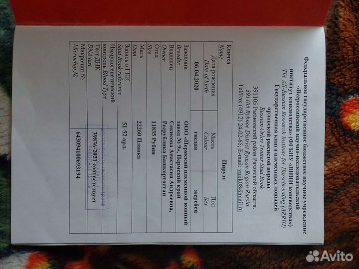 Жеребец орловский рысак