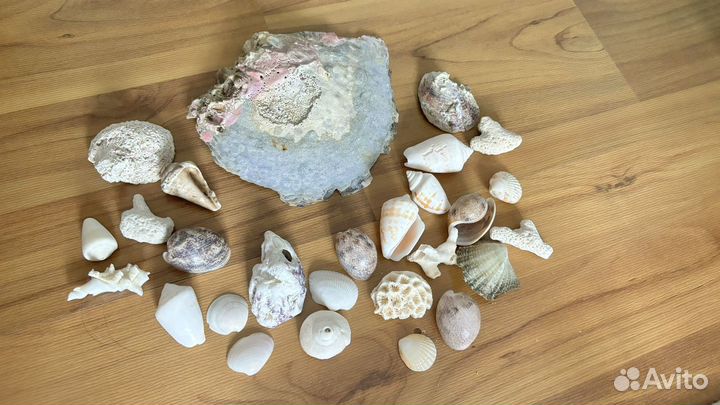 Морские ракушки раковины