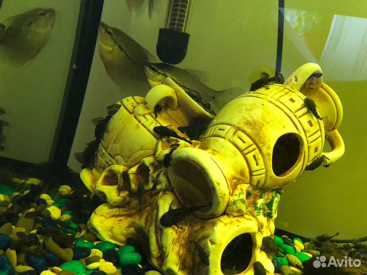 Сомики анциструсы