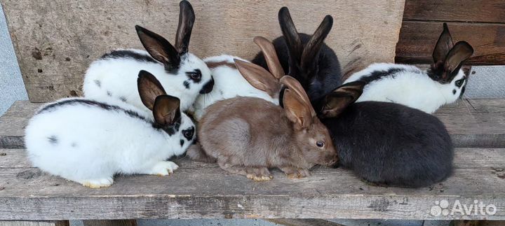 Немецкий пестрый великан