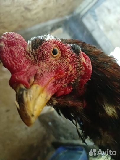 Инкубационное яйцо породных кур