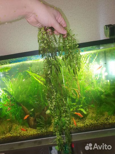 Аквариумная прополка