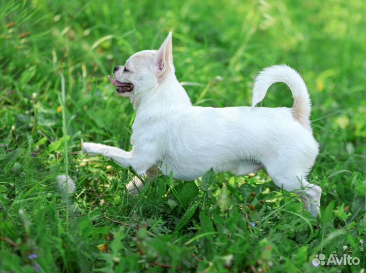 Чихуахуа мальчик