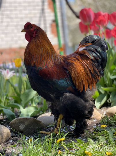 Яйцо инкубационное Куропатчатой Брамы