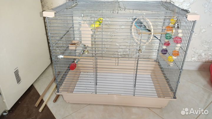 Продам парочку попугайчиков волнистых