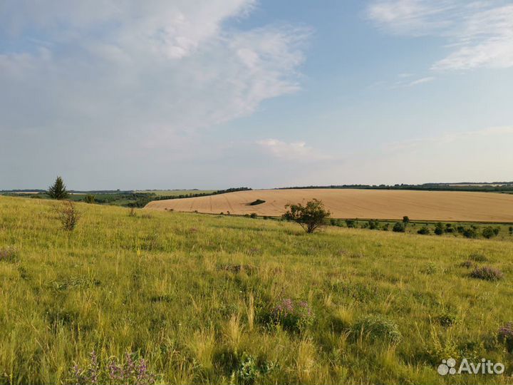 Жир сурка