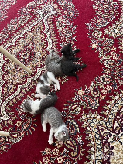 Котята в добрые руки