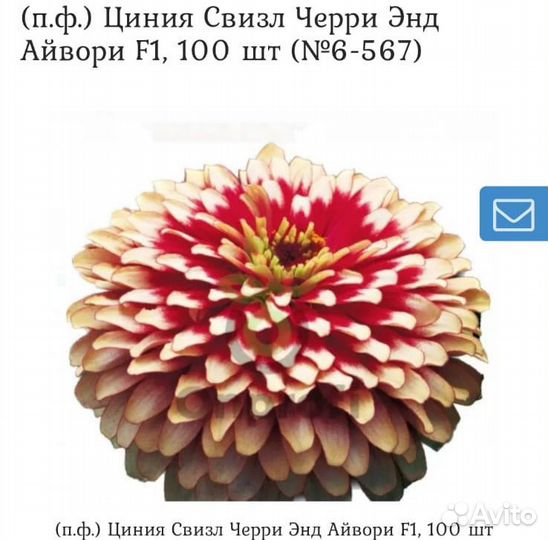 Рассада циния и Традесканция