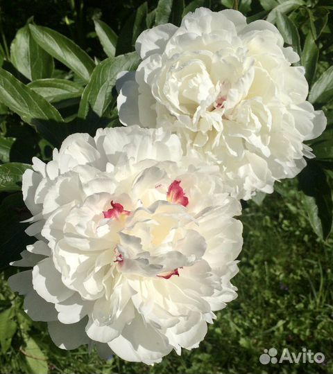 Paeonia Festiva Maxima