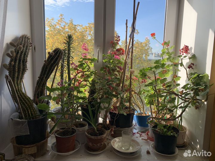 Комнатные цветы
