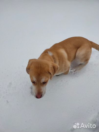 Собака