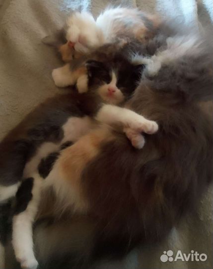 Сибирская кошка