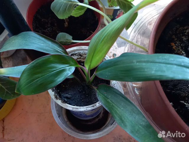 Кордилина, ревина