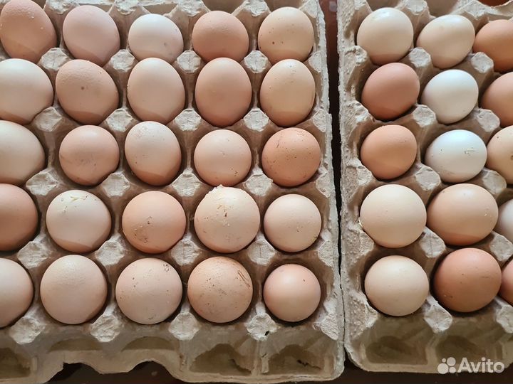 Яйцо домашнее